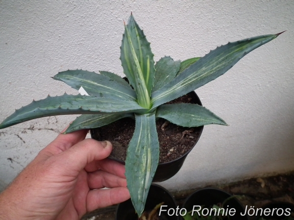 Agave americana variegata strictum